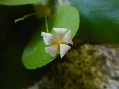 Trigonostemon fragilis, photographed by Eugene Popov