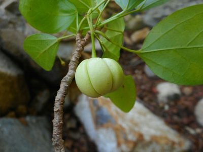 Trigonostemon fragilis, photographed by Eugene Popov