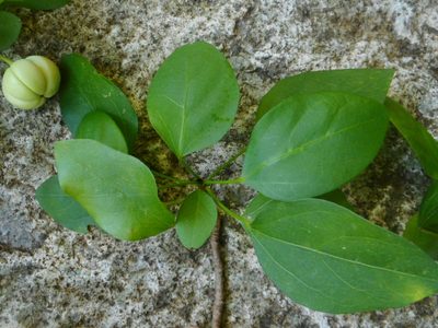 Trigonostemon fragilis, photographed by Eugene Popov