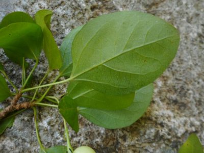 Trigonostemon fragilis, photographed by Eugene Popov