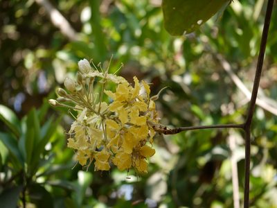 Phanera vahlii, photographed by Dinesh Valke