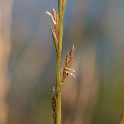 Lolium rigidum, photographed by Kym Nicolson