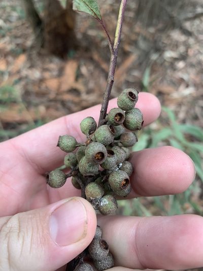 Eucalyptus piperita, photographed by Guy Taseski