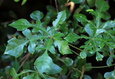 Cussonia arenicola, photographed by Wynand Uys