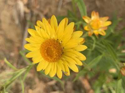 Xerochrysum bracteatum, photographed by Guy Taseski