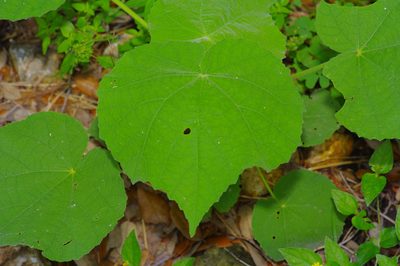 Allowissadula holosericea, photographed by Michelle W. （鍾偉瑋）
