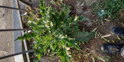 Onopordum tauricum, photographed by Yurii Basov