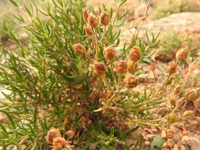 Cistus clusii, photographed by Abdenour Kheloufi