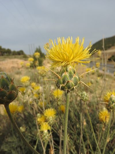 Centaurea pubescens, photographed by Abdenour Kheloufi