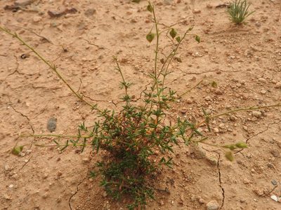 Fumana laevis, photographed by Abdenour Kheloufi