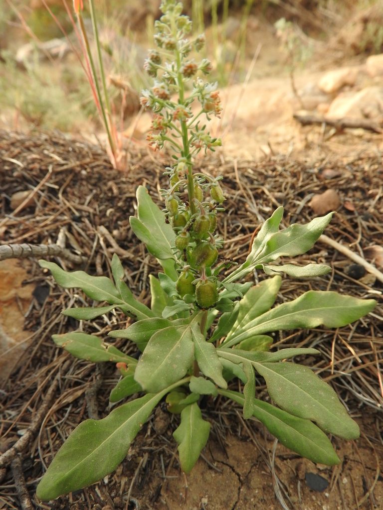 Reseda duriaeana, photographed by Abdenour Kheloufi