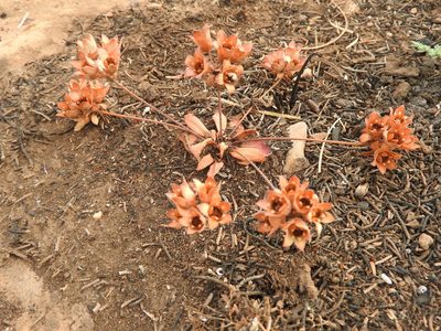 Androsace maxima, photographed by Abdenour Kheloufi