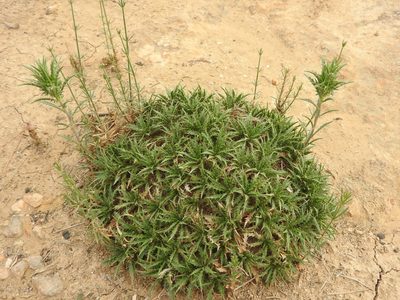 Atractylis caespitosa, photographed by Abdenour Kheloufi