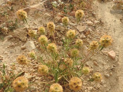 Lomelosia stellata, photographed by Abdenour Kheloufi
