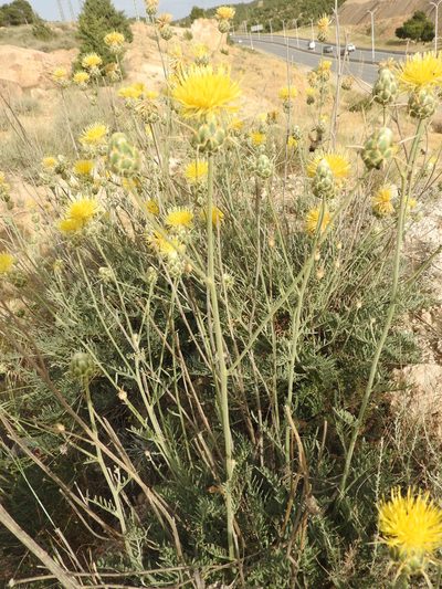 Centaurea pubescens, photographed by Abdenour Kheloufi