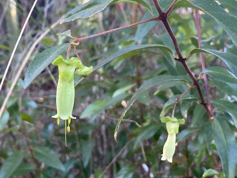 Correa bauerlenii, photographed by prossington