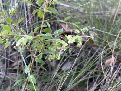 Grevillea mucronulata, photographed by prossington