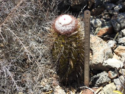 Melocactus harlowii, photographed by amantedarmanin