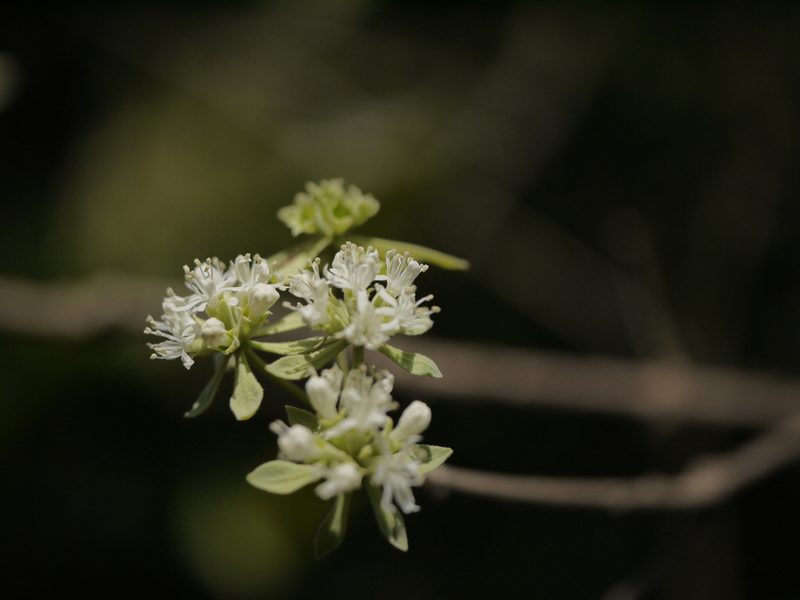 Symphorema involucratum, photographed by Dinesh Valke