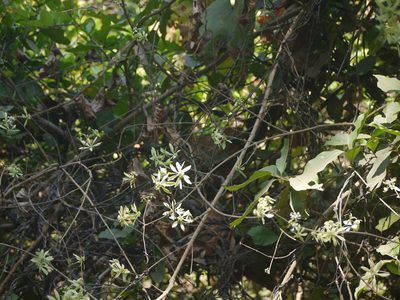 Symphorema involucratum, photographed by Dinesh Valke