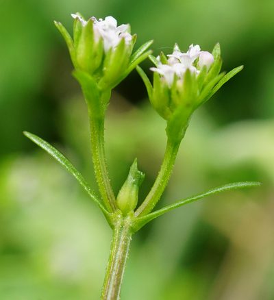 Valeriana dentata, photographed by Patrick Hacker
