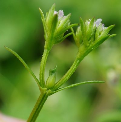 Valeriana dentata, photographed by Patrick Hacker