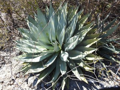 Agave albescens, photographed by amantedarmanin