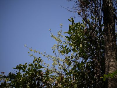 Symphorema involucratum, photographed by Dinesh Valke