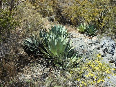 Agave albescens, photographed by amantedarmanin