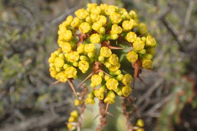 Euphorbia radyeri, photographed by Nicola van Berkel