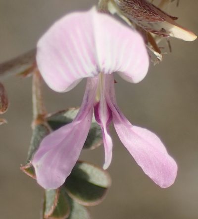 Indigastrum niveum, photographed by Nicola van Berkel