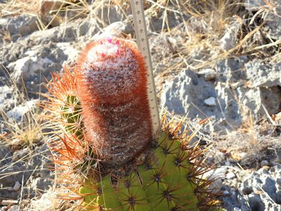 Melocactus harlowii, photographed by amantedarmanin