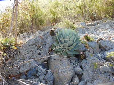 Agave albescens, photographed by amantedarmanin
