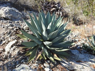 Agave albescens, photographed by amantedarmanin