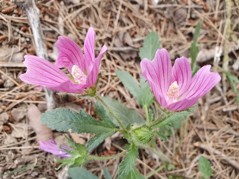 Malope malacoides, photographed by Mehdi Chetibi