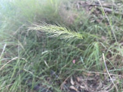 Dichelachne micrantha, photographed by prossington