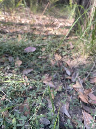 Panicum simile, photographed by prossington