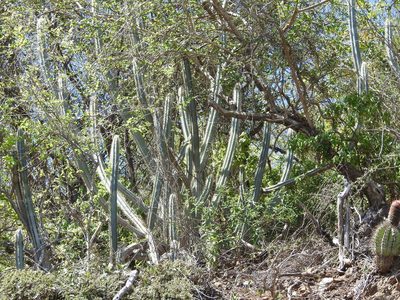 Pilosocereus brooksianus, photographed by amantedarmanin