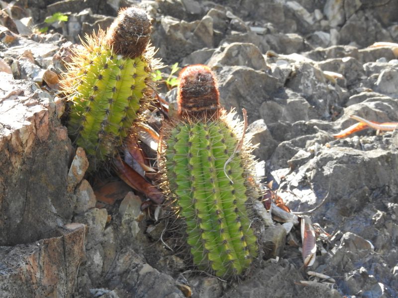 Melocactus harlowii, photographed by amantedarmanin