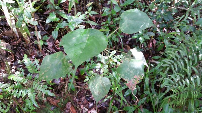 Macaranga cuspidata, photographed by Stuart Cable