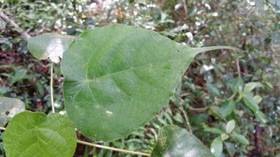 Macaranga cuspidata, photographed by Stuart Cable