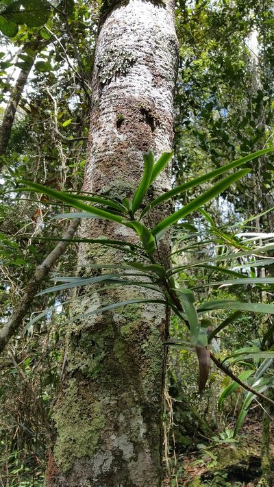 Podocarpus madagascariensis, photographed by Stuart Cable