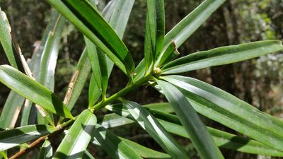 Podocarpus madagascariensis, photographed by Stuart Cable