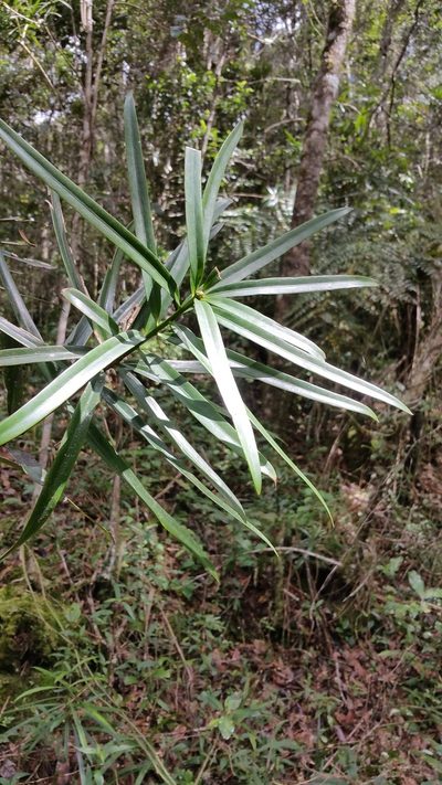 Podocarpus madagascariensis, photographed by Stuart Cable