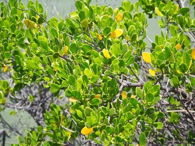 Lumnitzera racemosa, photographed by 葉子