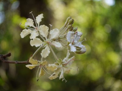 Phanera vahlii, photographed by Dinesh Valke