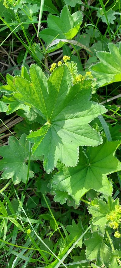 Alchemilla longipes, photographed by Александр Косоротов