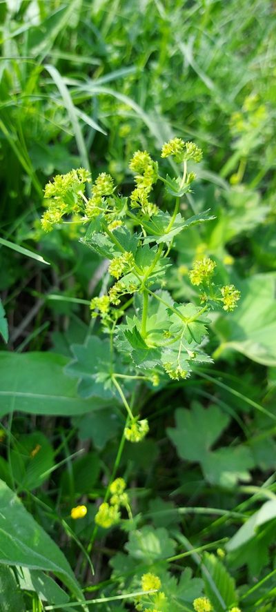 Alchemilla longipes, photographed by Александр Косоротов