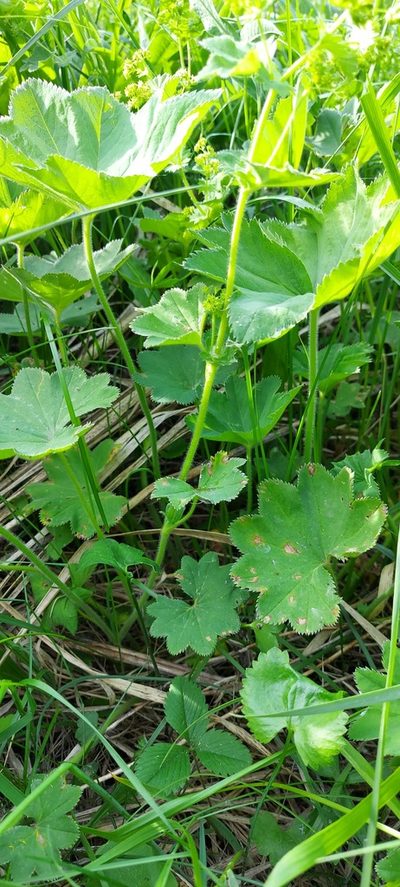 Alchemilla longipes, photographed by Александр Косоротов