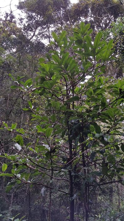 Brexiella ilicifolia, photographed by Stuart Cable